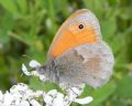 Coenonympha pamphilus